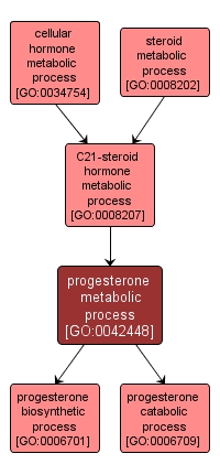 GO:0042448 - progesterone metabolic process (interactive image map)