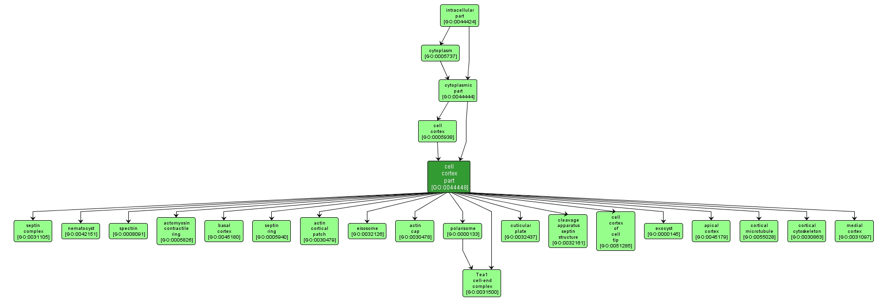 GO:0044448 - cell cortex part (interactive image map)