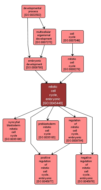 GO:0045448 - mitotic cell cycle, embryonic (interactive image map)