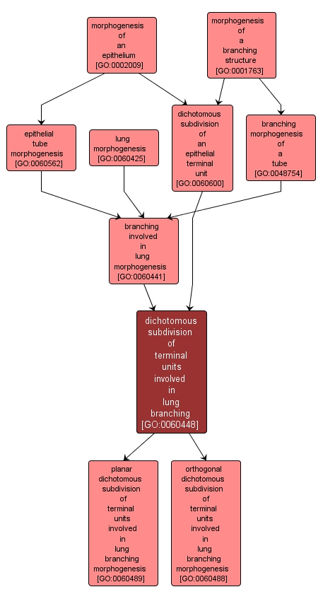 GO:0060448 - dichotomous subdivision of terminal units involved in lung branching (interactive image map)