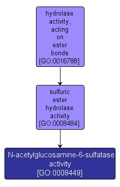 GO:0008449 - N-acetylglucosamine-6-sulfatase activity (interactive image map)