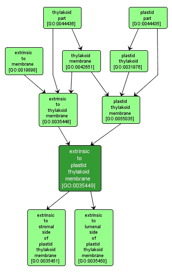 GO:0035449 - extrinsic to plastid thylakoid membrane (interactive image map)