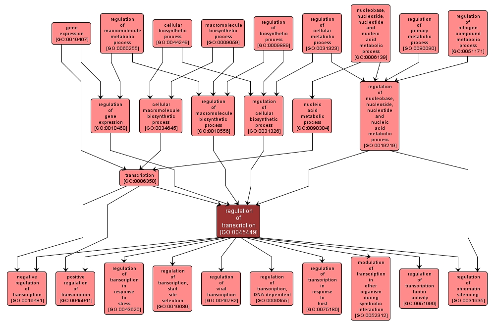 GO:0045449 - regulation of transcription (interactive image map)