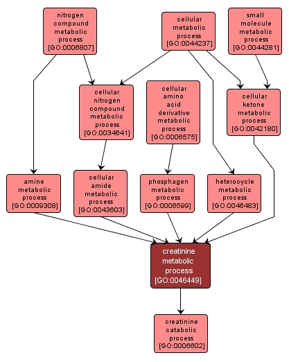 GO:0046449 - creatinine metabolic process (interactive image map)