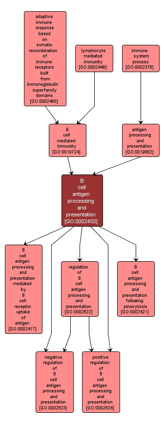 GO:0002450 - B cell antigen processing and presentation (interactive image map)