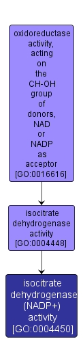 GO:0004450 - isocitrate dehydrogenase (NADP+) activity (interactive image map)
