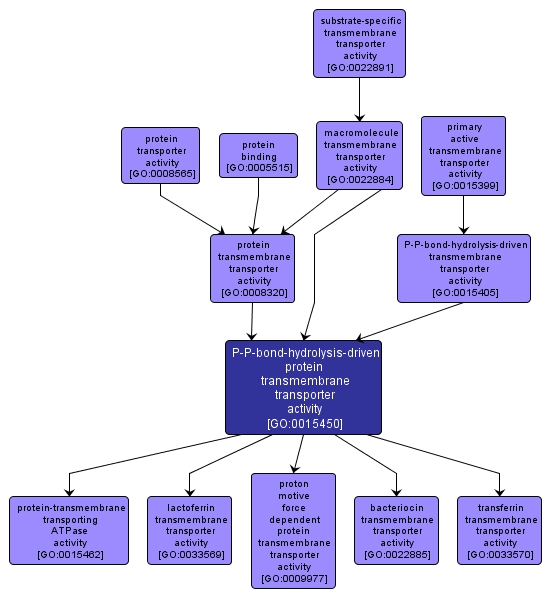 GO:0015450 - P-P-bond-hydrolysis-driven protein transmembrane transporter activity (interactive image map)
