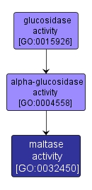 GO:0032450 - maltase activity (interactive image map)