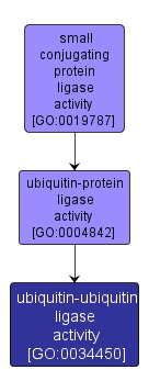 GO:0034450 - ubiquitin-ubiquitin ligase activity (interactive image map)
