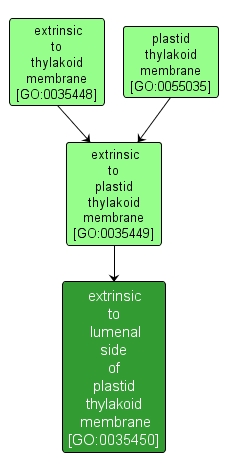 GO:0035450 - extrinsic to lumenal side of plastid thylakoid membrane (interactive image map)
