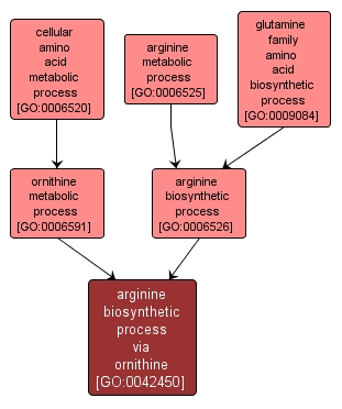 GO:0042450 - arginine biosynthetic process via ornithine (interactive image map)
