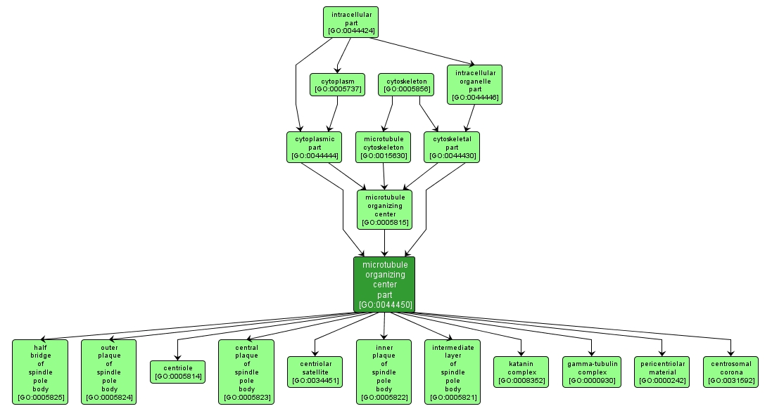 GO:0044450 - microtubule organizing center part (interactive image map)