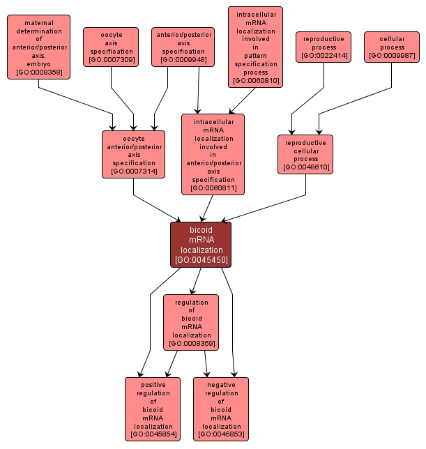 GO:0045450 - bicoid mRNA localization (interactive image map)