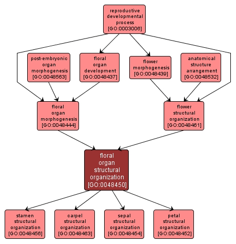 GO:0048450 - floral organ structural organization (interactive image map)