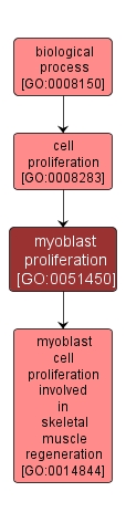 GO:0051450 - myoblast proliferation (interactive image map)