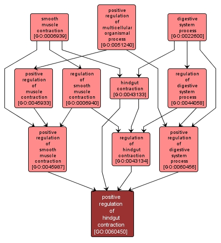 GO:0060450 - positive regulation of hindgut contraction (interactive image map)