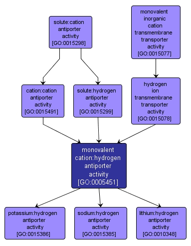 GO:0005451 - monovalent cation:hydrogen antiporter activity (interactive image map)