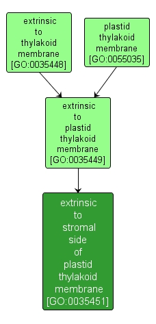 GO:0035451 - extrinsic to stromal side of plastid thylakoid membrane (interactive image map)