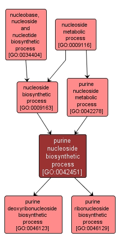 GO:0042451 - purine nucleoside biosynthetic process (interactive image map)