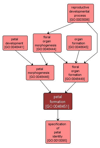 GO:0048451 - petal formation (interactive image map)