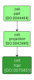 GO:0070451 - cell hair (interactive image map)