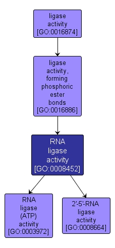 GO:0008452 - RNA ligase activity (interactive image map)