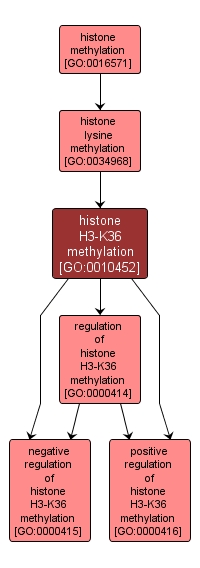 GO:0010452 - histone H3-K36 methylation (interactive image map)