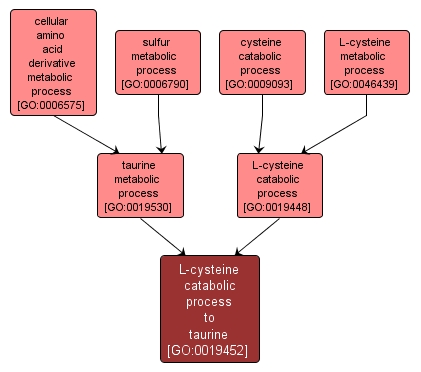 GO:0019452 - L-cysteine catabolic process to taurine (interactive image map)