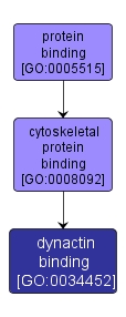 GO:0034452 - dynactin binding (interactive image map)