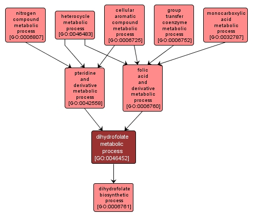 GO:0046452 - dihydrofolate metabolic process (interactive image map)