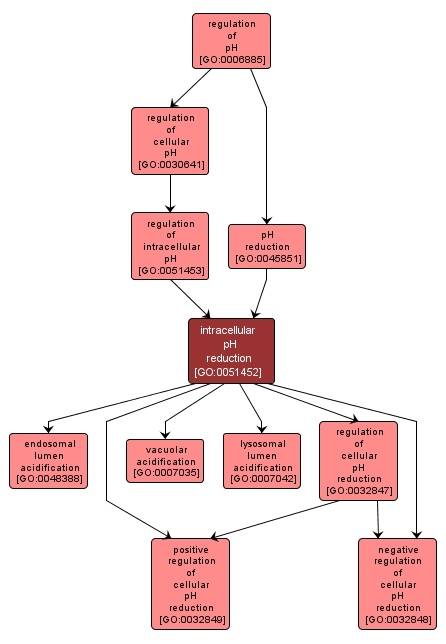 GO:0051452 - intracellular pH reduction (interactive image map)
