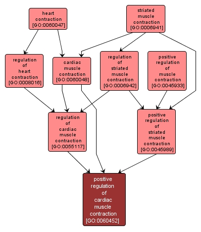 GO:0060452 - positive regulation of cardiac muscle contraction (interactive image map)