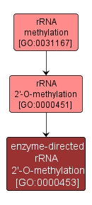 GO:0000453 - enzyme-directed rRNA 2'-O-methylation (interactive image map)