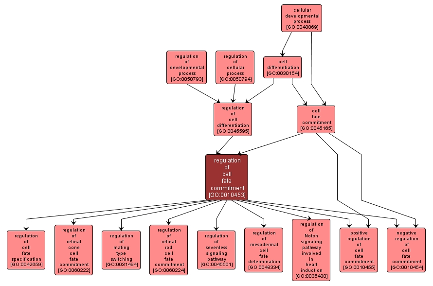 GO:0010453 - regulation of cell fate commitment (interactive image map)