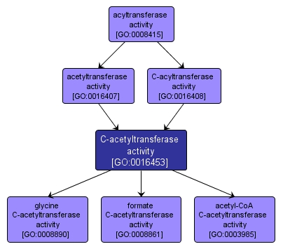 GO:0016453 - C-acetyltransferase activity (interactive image map)