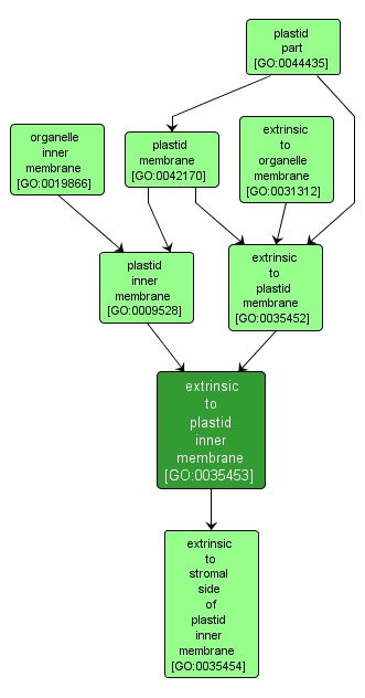 GO:0035453 - extrinsic to plastid inner membrane (interactive image map)