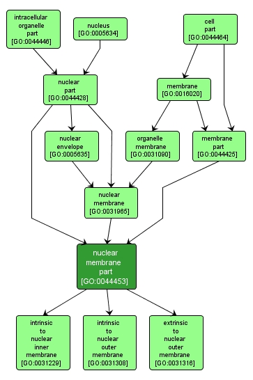 GO:0044453 - nuclear membrane part (interactive image map)