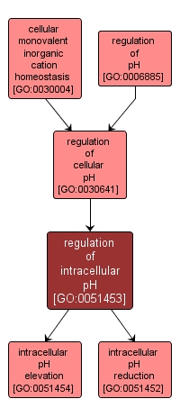 GO:0051453 - regulation of intracellular pH (interactive image map)