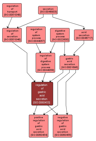 GO:0060453 - regulation of gastric acid secretion (interactive image map)