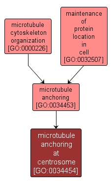 GO:0034454 - microtubule anchoring at centrosome (interactive image map)