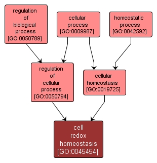 GO:0045454 - cell redox homeostasis (interactive image map)