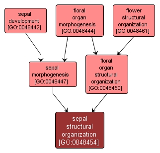 GO:0048454 - sepal structural organization (interactive image map)