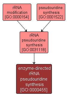 GO:0000455 - enzyme-directed rRNA pseudouridine synthesis (interactive image map)