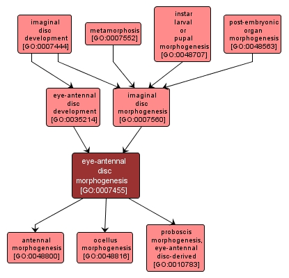 GO:0007455 - eye-antennal disc morphogenesis (interactive image map)