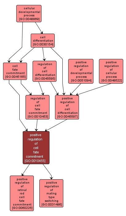 GO:0010455 - positive regulation of cell fate commitment (interactive image map)