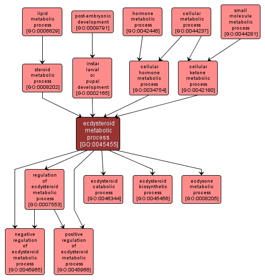 GO:0045455 - ecdysteroid metabolic process (interactive image map)