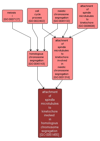 GO:0051455 - attachment of spindle microtubules to kinetochore involved in homologous chromosome segregation (interactive image map)