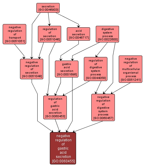 GO:0060455 - negative regulation of gastric acid secretion (interactive image map)