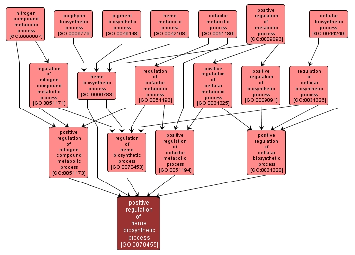 GO:0070455 - positive regulation of heme biosynthetic process (interactive image map)