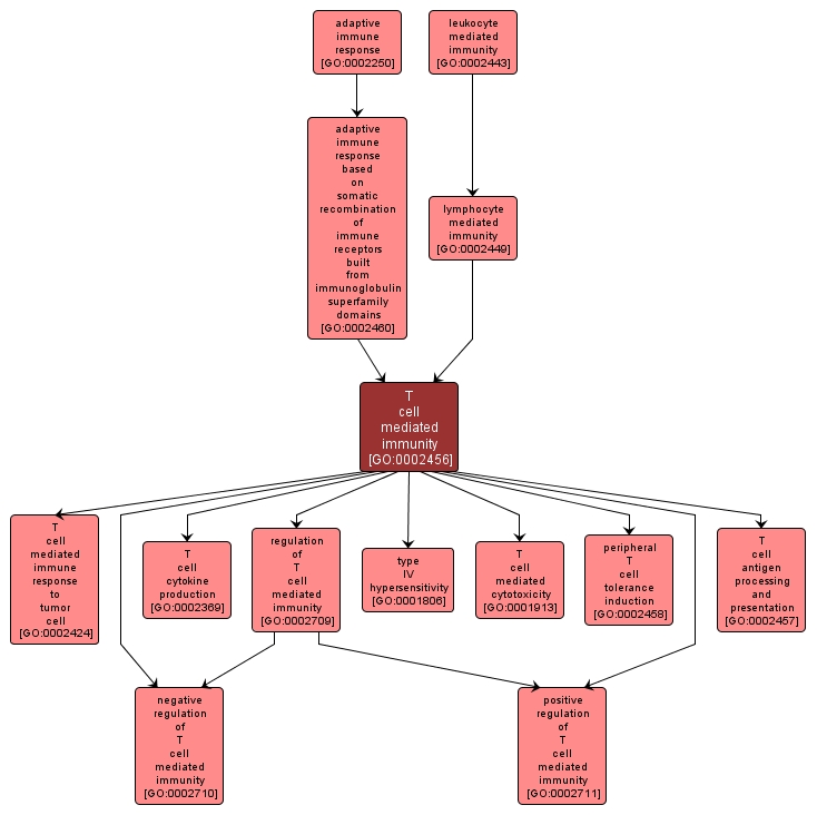 GO:0002456 - T cell mediated immunity (interactive image map)